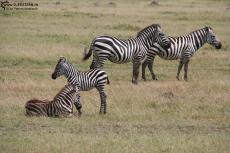 IMG 8385-Kenya, zebra family in Masai Mara